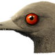 Artist’s interpretation of the Oculudentavis skull.